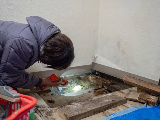 Professional Mold Removal in Freeport, TX